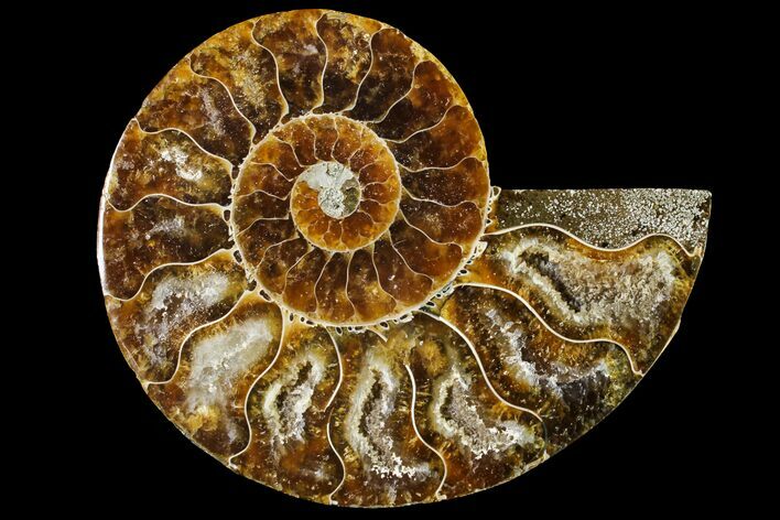 Cut & Polished Ammonite Fossil (Half) - Agate Replaced #146194